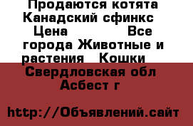 Продаются котята Канадский сфинкс › Цена ­ 15 000 - Все города Животные и растения » Кошки   . Свердловская обл.,Асбест г.